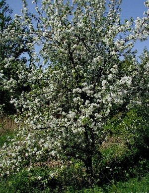 Women's Arboriculture Conference 2012 - Apple Tree in Bloom