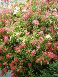 Women's Arboriculture Conference 2012 - Burning Bush