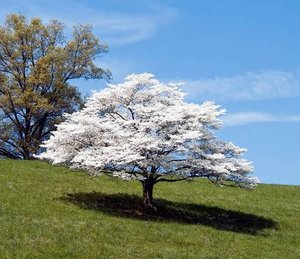 Women's Arboriculture Conference 2012 - Dogwood in bloom