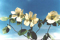 Cornus nuttallii  - Pacific Dogwood
