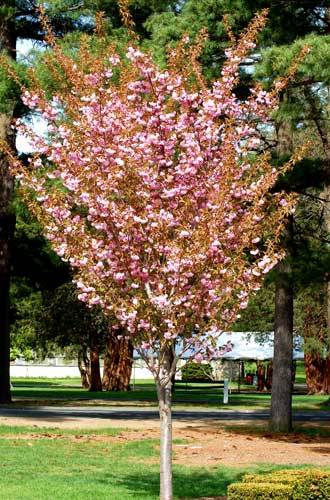 Women's Arboriculture Conference 2012 - Kwanzan Cherry Tree in bloom