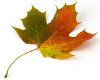 Women's Arboriculture Conference 2012 - Maple Leaf