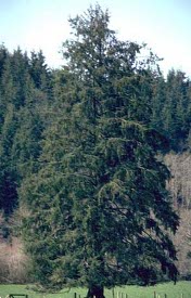 Picea sitchensis - Sitka Spruce